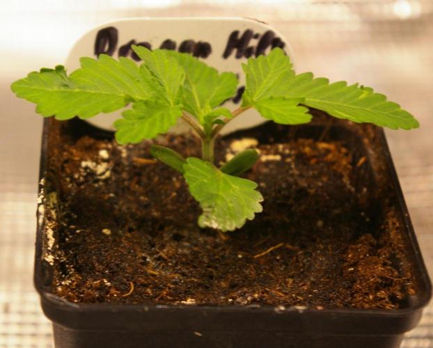 Dragon Milk Sensi Seeds. Week 1