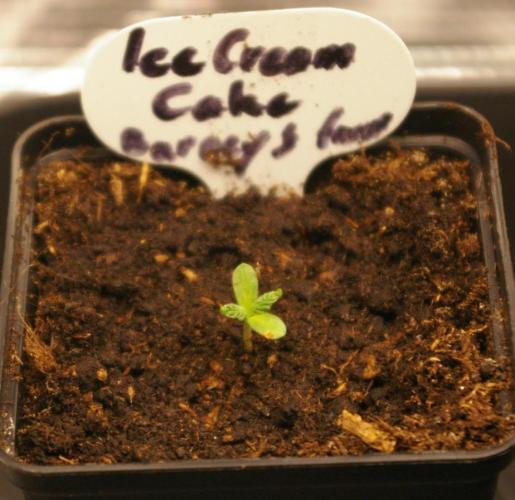 ice Cream Cake Barney 's Farm. Week 1