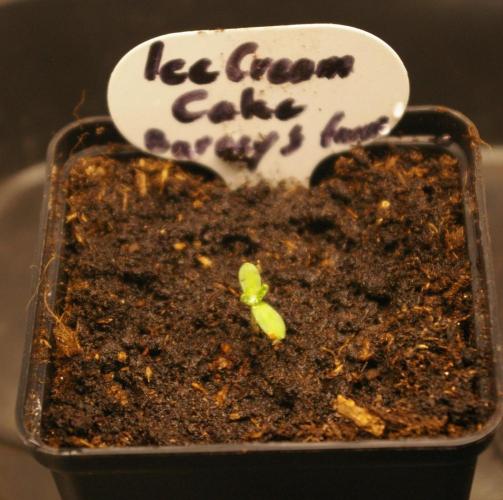 ice Cream Cake Barney 's Farm. Week 1