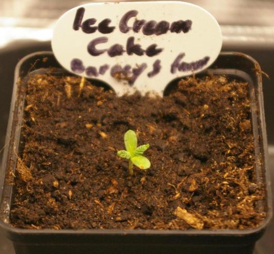 ice Cream Cake Barney 's Farm. Week 1