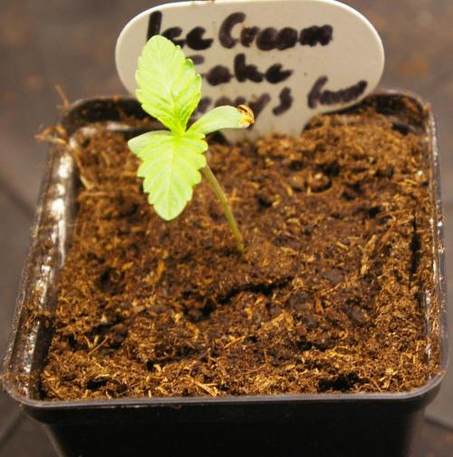 ice Cream Cake Barney 's Farm. Week 1