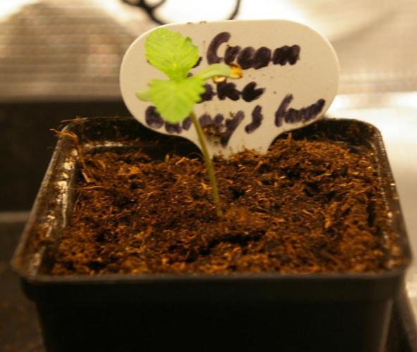 ice Cream Cake Barney 's Farm. Week 1