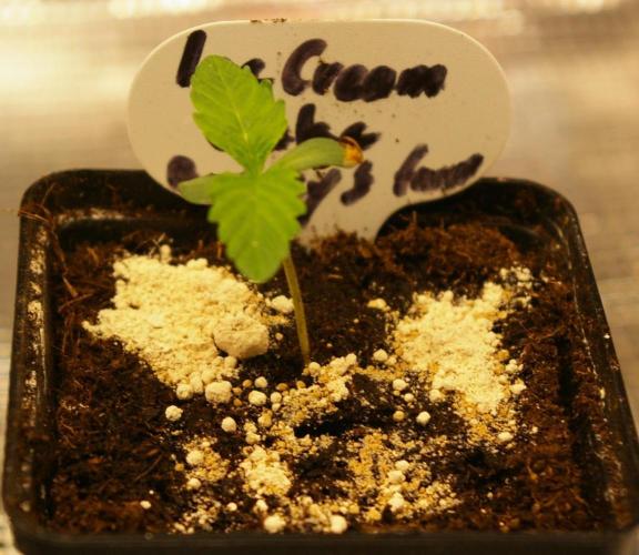 ice Cream Cake Barney 's Farm. Week 1