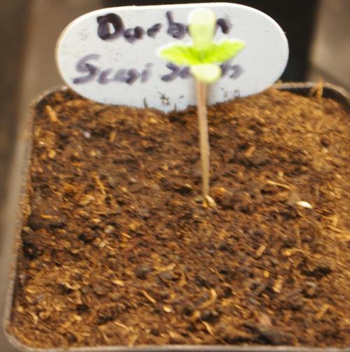 Durban sensi seeds. Week 1