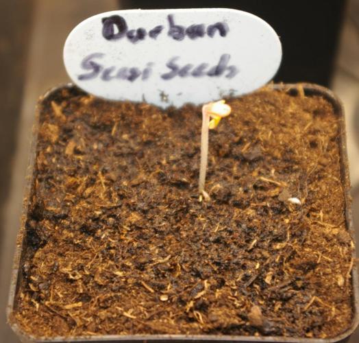 Durban sensi seeds. Week 1