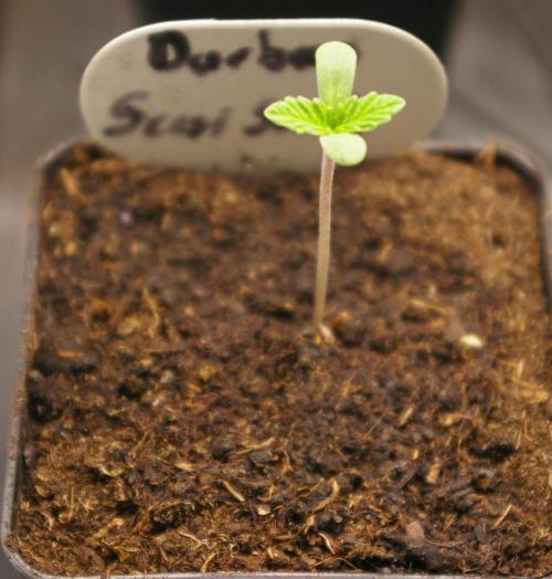 Durban sensi seeds. Week 1