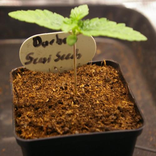 Durban sensi seeds. Week 1