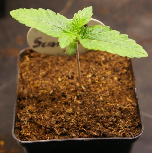 Durban sensi seeds. Week 1
