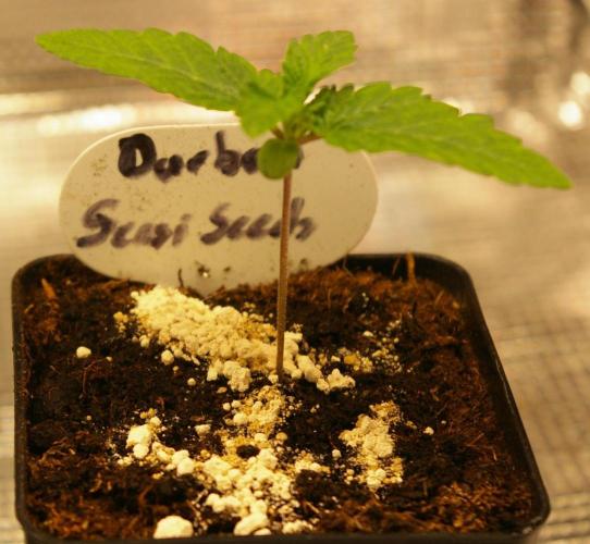 Durban sensi seeds. Week 1