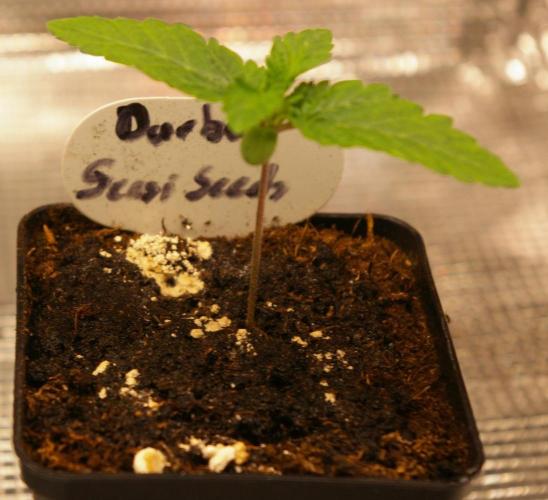 Durban sensi seeds. Week 1