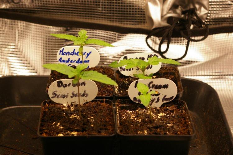 Durban sensi seeds. Week 1
