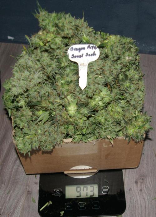 Dragon Milk Sensi Seeds. Week 15