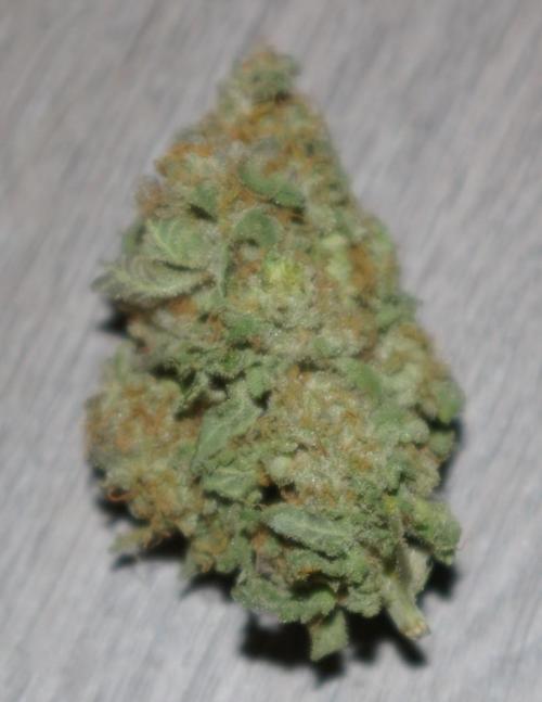 Sticky Berry Mints sensi seeds. Week 15