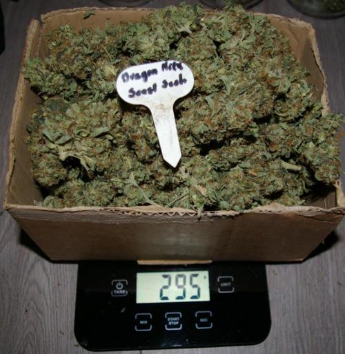 Dragon Milk Sensi Seeds. Week 15