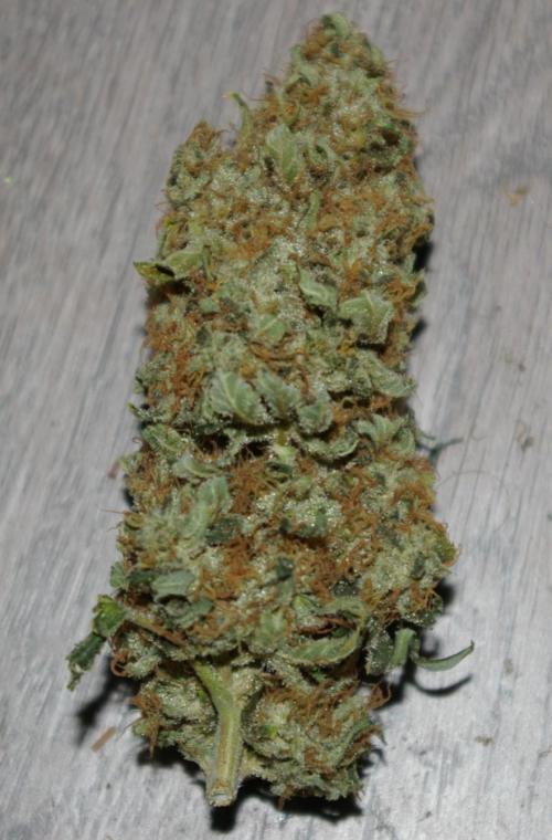 Dragon Milk Sensi Seeds. Week 15