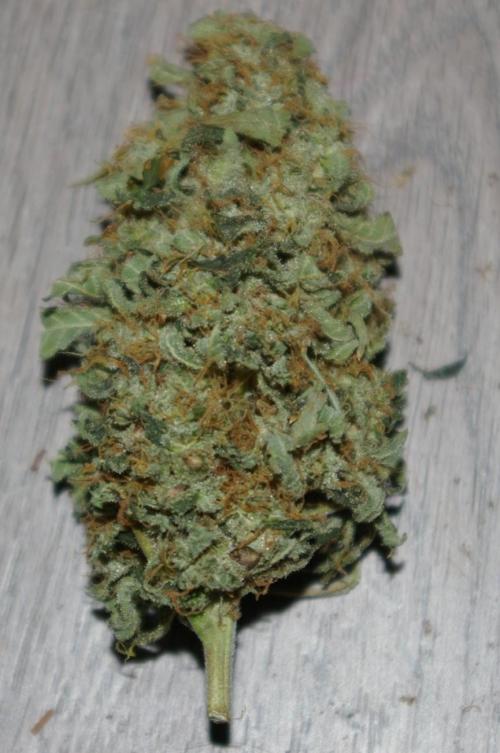 Dragon Milk Sensi Seeds. Week 15