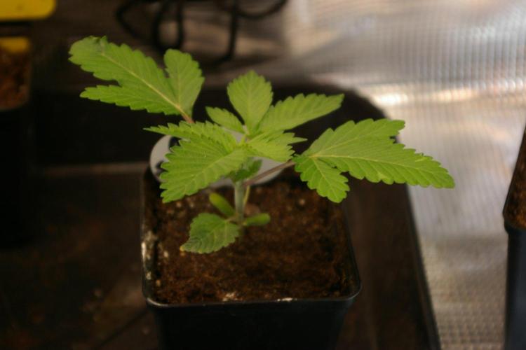 Durban sensi seeds. Week 2