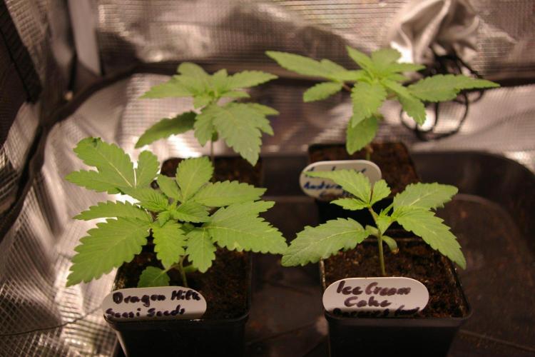 Durban sensi seeds. Week 2