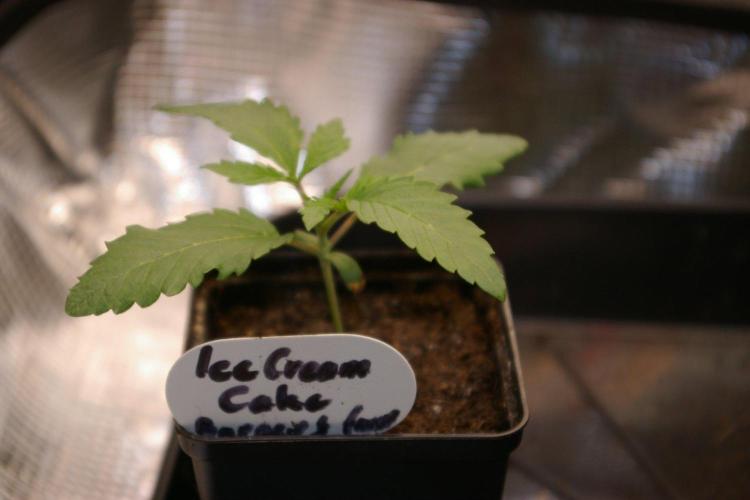 ice Cream Cake Barney 's Farm. Week 2
