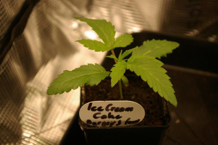 ice Cream Cake Barney 's Farm. Week 2