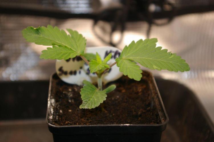 Dragon Milk Sensi Seeds. Week 2