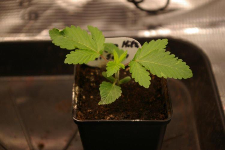 Dragon Milk Sensi Seeds. Week 2