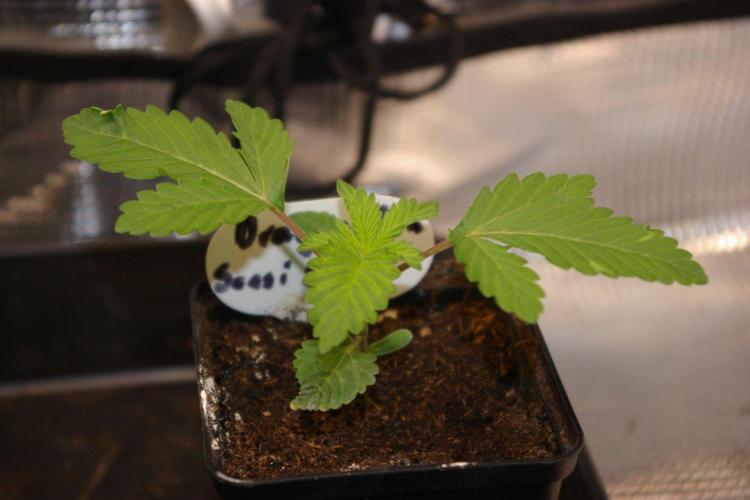Dragon Milk Sensi Seeds. Week 2