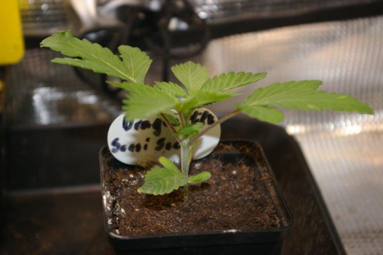 Dragon Milk Sensi Seeds. Week 2
