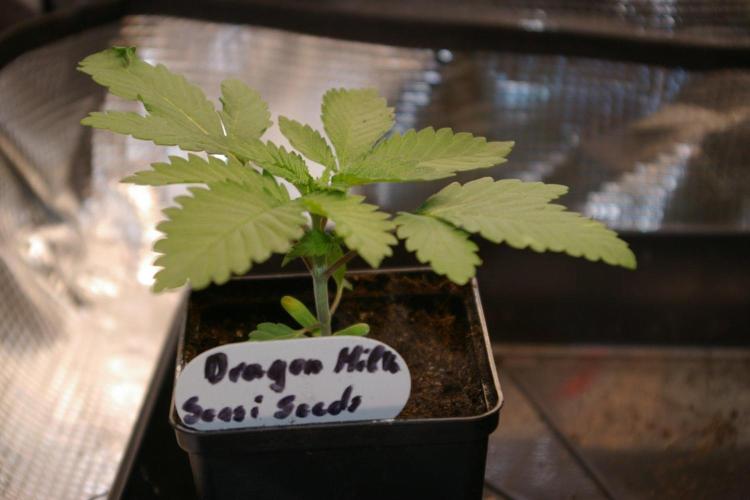 Dragon Milk Sensi Seeds. Week 2