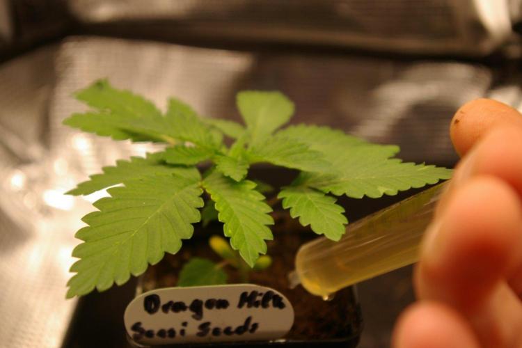 Dragon Milk Sensi Seeds. Week 2