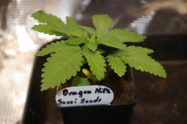 Dragon Milk Sensi Seeds. Week 2