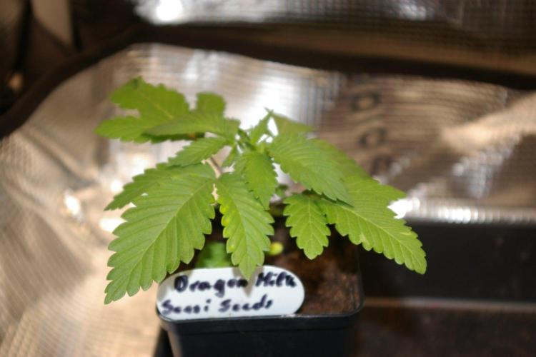 Dragon Milk Sensi Seeds. Week 2