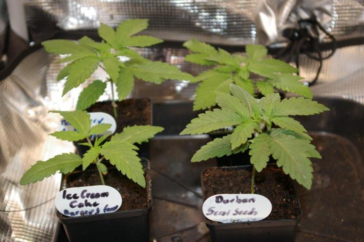 Dragon Milk Sensi Seeds. Week 2