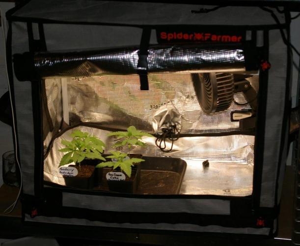 Dragon Milk Sensi Seeds. Week 2