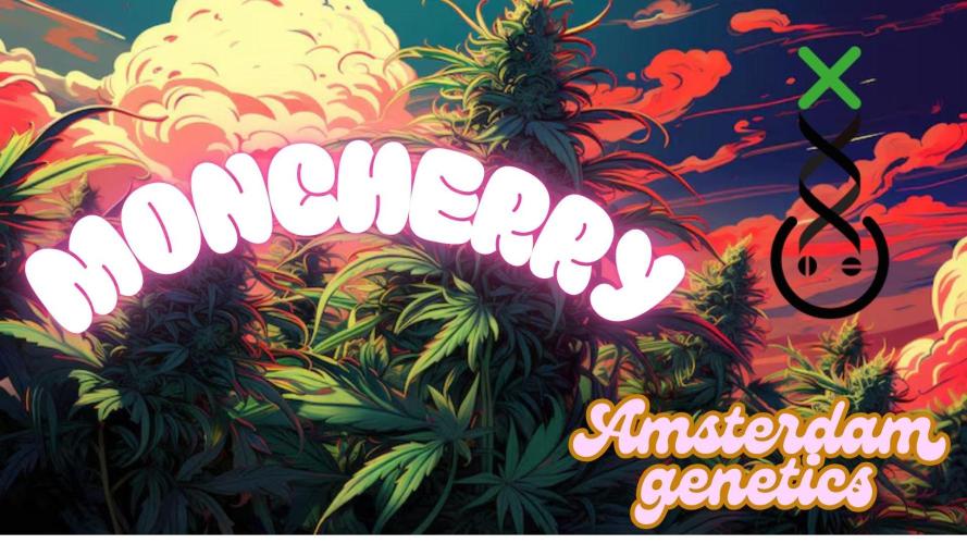Moncherry Amsterdam genetics. Week 2