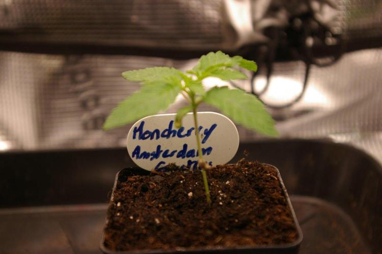 Moncherry Amsterdam genetics. Week 2