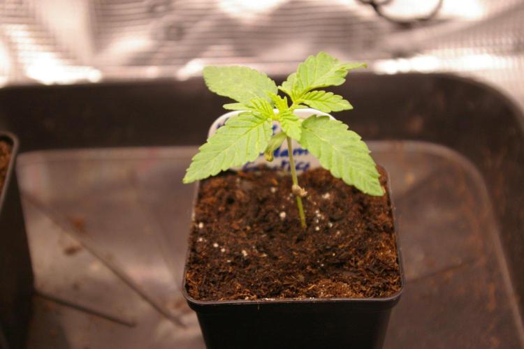 Moncherry Amsterdam genetics. Week 2