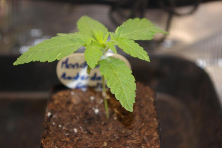 Moncherry Amsterdam genetics. Week 2