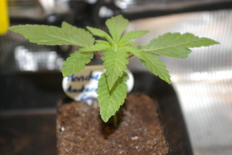 Moncherry Amsterdam genetics. Week 2