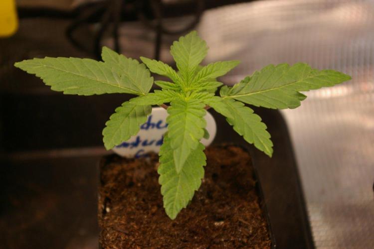 Moncherry Amsterdam genetics. Week 2