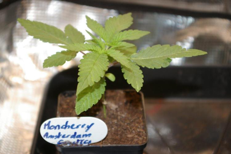 Moncherry Amsterdam genetics. Week 2