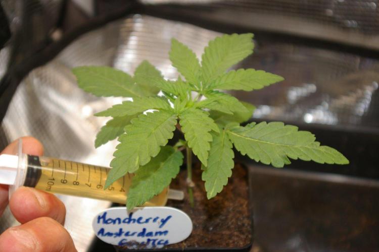 Moncherry Amsterdam genetics. Week 2