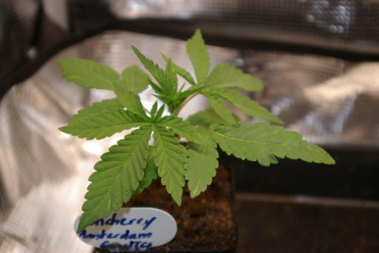 Moncherry Amsterdam genetics. Week 2
