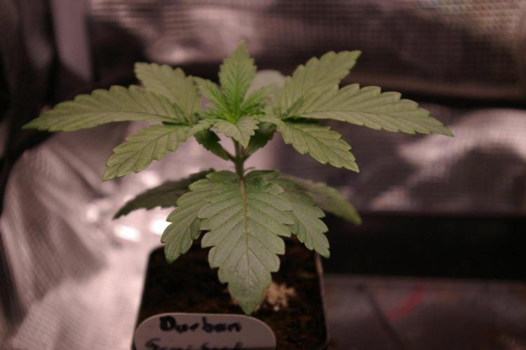 Durban sensi seeds. Week 2