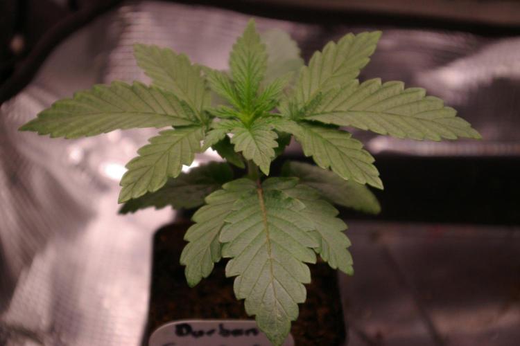 Durban sensi seeds. Week 2