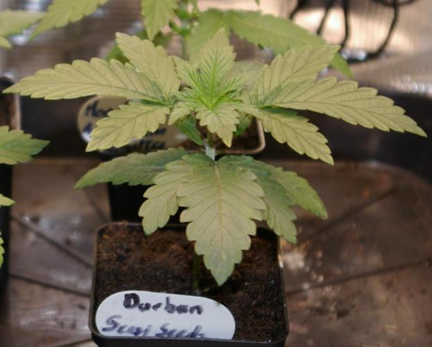 Durban sensi seeds. Week 2