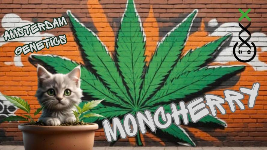 Moncherry Amsterdam genetics. Week 3