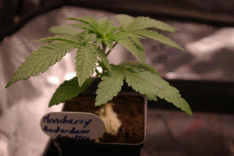 Moncherry Amsterdam genetics. Week 3