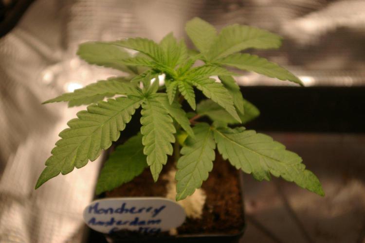 Moncherry Amsterdam genetics. Week 3