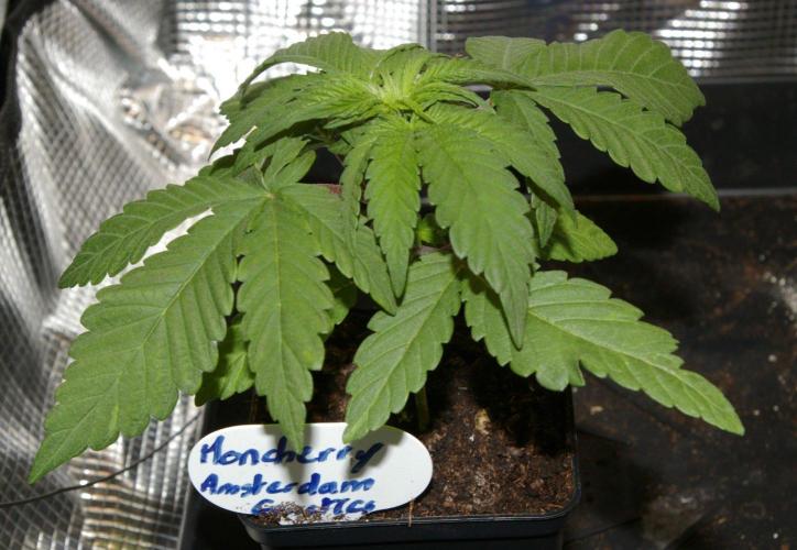Moncherry Amsterdam genetics. Week 3